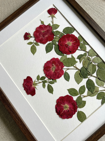 Klettern Scharlachrot